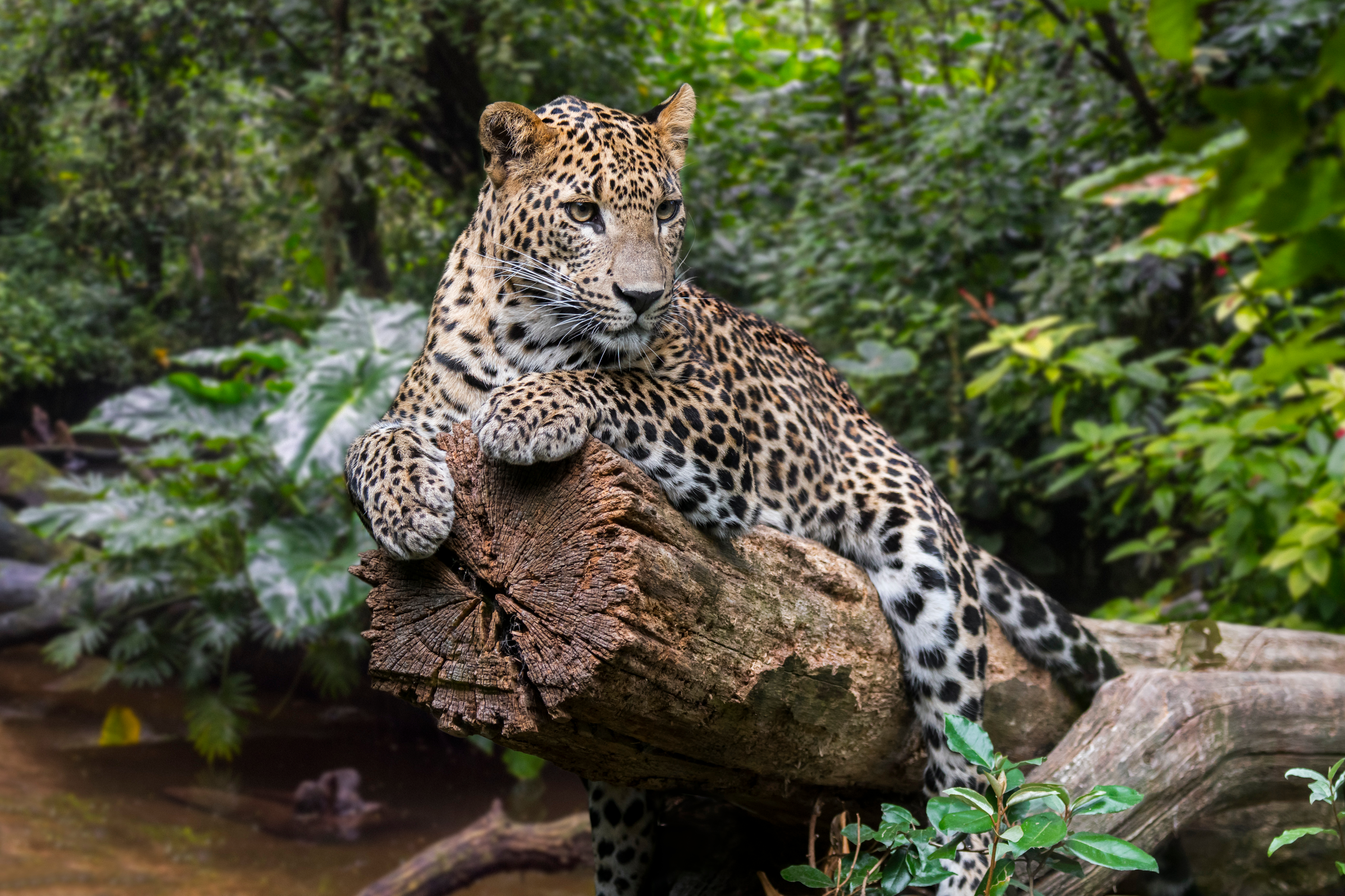 Yala National Park